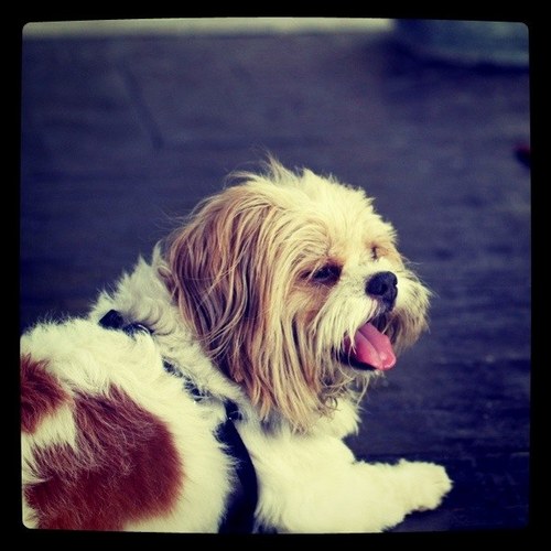 ipang's profile picture. 