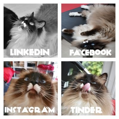 The Journal of a cat and his journey through life.