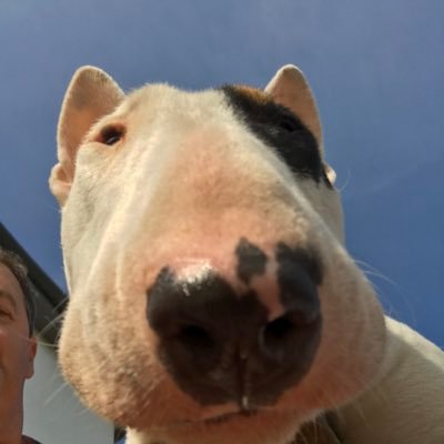 I’m Noakie the bull terrier. Love sausages and tearing about.