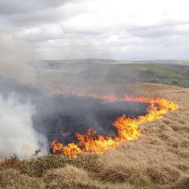 Our moorlands are burnt for profit. There’s no more dangerous argument than “This is how it’s always been”. Send reports & pictures to this account.