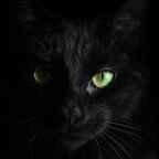 Sir Oliver (@olivergentlecat) 's Twitter Profile