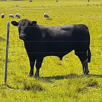 Productor rural 🌱🐴🐂🐏
Cerro largo - Uruguay 🇺🇾
#SCCCU #Angus #Texel
El campo es el impulso del Uruguay!