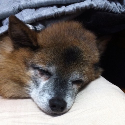 kusikusikusiku's profile picture. どーもーよろーしくーでーす。好きな言葉は「えいどりあーんー！！」好きな合言葉は「山・川・豊!!!」だす。好きな動物「金魚（出目金）」だす。