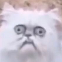 kananeko_'s profile picture. テンノとして太陽系の均衡を保ったり、ガーディアンだったり光の戦士だったりします。あとたまに小説とか、同人ゲームのシナリオ書いてたりする。RTメインなので注意