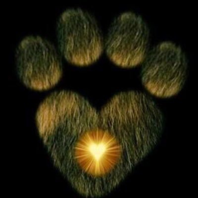 Para quem ama cães,gatos e outros bichos !!! A grandeza de uma nação pode ser julgada pelo modo que seus animais são tratados.(Gandhi)