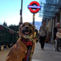 Tomas (@vincittg) 's Twitter Profile