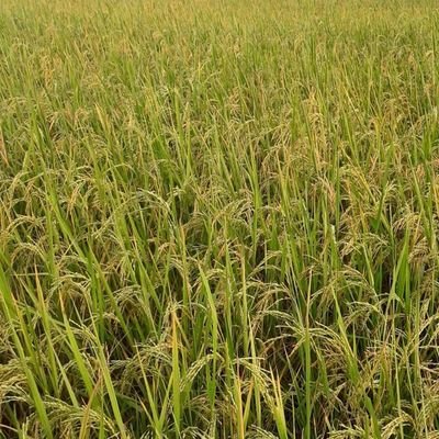 RajaRam24227848's profile picture. live the life.