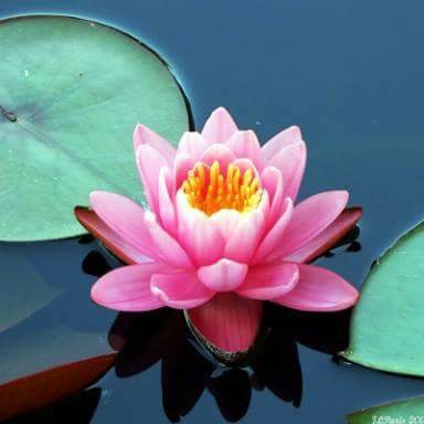 NightRLotus's profile picture. I am a 24 year old that is just chillin'.