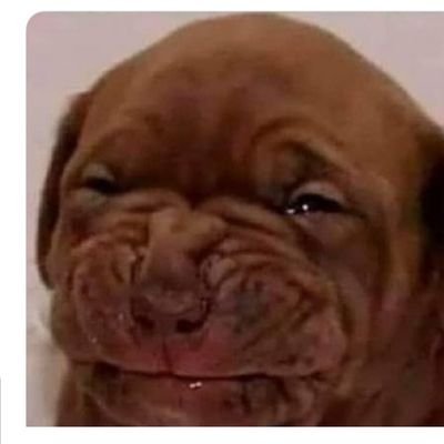 SPangoro's profile picture. 