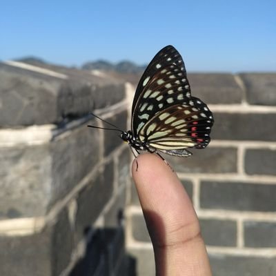 rdc515's profile picture. 