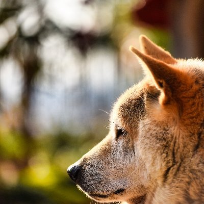 alfa_2020's profile picture. 趣味で写真撮ってます。My hobby is photography.