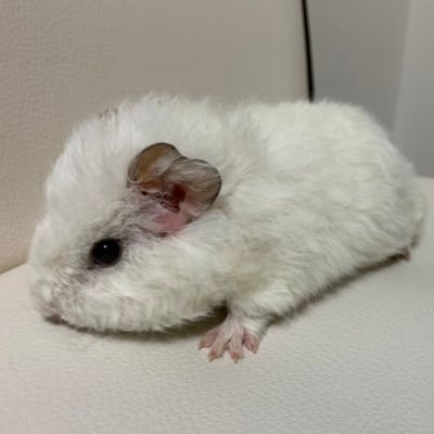 わたいもけむぴ モルモット いもむしにおハゲが どうしたら治るか教えてください わたいもけむぴ モルモット いもむしにおハゲが どうしたら治るか教えてください