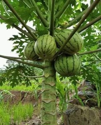 MathayoGM's profile picture. 