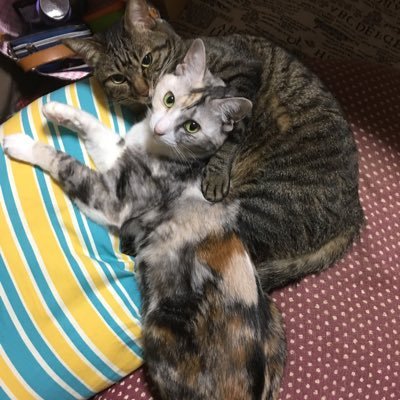 puppu_puppu's profile picture. ただつぶやくのみ
