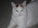 Puppy_The_Kitty's profile picture. I made my trip to the Rainbow Bridge on June 3rd, 2015. I'm happy, healthy, and playing with many old friends. Love you all! ~purrrrs~