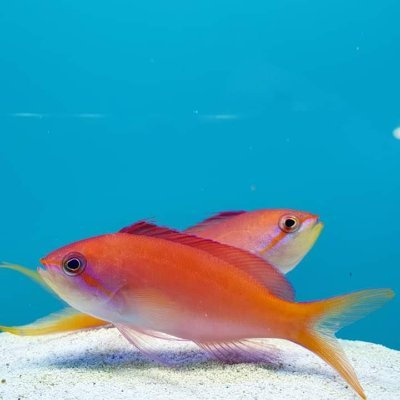 The largest exporter of marine ornaments in Africa. Dealing in marine fish, soft corals and invertebrates.