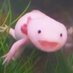 an_axolot on the internet (@macy16229373) Twitter profile photo an_axolot on the internet (@macy16229373) Twitter profile photo
