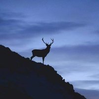 staginver (@staginver) 's Twitter Profile