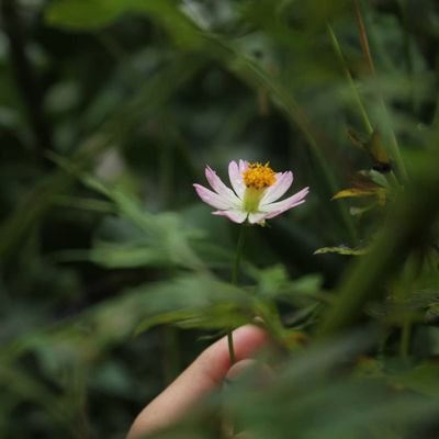 ChocoBe52104371's profile picture. Mencari rezeki halal untuk sesuap nasi minyak