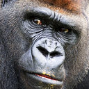 Barry the Monkey - @BarryMAE - Twitter