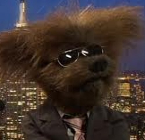 Dodge The Dog @DodgeTheDog Twitter Dodge The Dog @DodgeTheDog Twitter