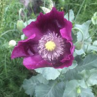 🕷 Madame Reynard #FBPE (@fbpereynard) 's Twitter Profile
