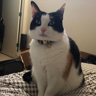 KennyOmegasCat1's profile picture. Straight Edge No Catnip, but I will s**t in your bed.
My human is a wrestling god.

#ImWithAEW #KennyOmega
*parody account of the champ's cat*