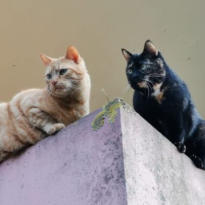 apollo_et's profile picture. Le twitwi ça a l'air joli 😻 - Apollo, tigre de salon. 
Cet oiseau bleu sera sacrifié sur l'autel de ma notoriété 😼 - Athéna, chatte de guerre