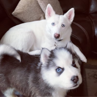 IcelandPuffinLV's profile picture. Hi 👋 come follow our adventures. Iceland the White Dog & Puffin the Pomsky, who live in Las Vegas. We lubs ♥️ cookies 🍪 and scritch scratches. !