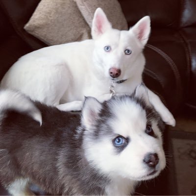 Hi 👋 come follow our adventures. Iceland the White Dog & Puffin the Pomsky, who live in Las Vegas. We lubs ♥️ cookies 🍪 and scritch scratches. !