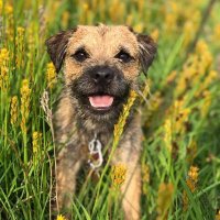 Frodo the Terrierist(@FTerrierist) 's Twitter Profile Photo