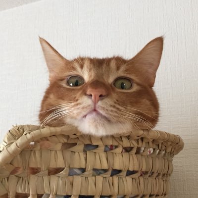 2gLncz5vhGIkgqo's profile picture. 飼い猫をただただ載せる親バカ垢 / 2018年8月大雨の日に保護した茶トラの男の子🐱愛称はおちょー / 2018年3月上旬生まれの2歳 / 無言フォローお許しください🙇🏻‍♂️  保護猫なので2018年3月9日を誕生日に🐈