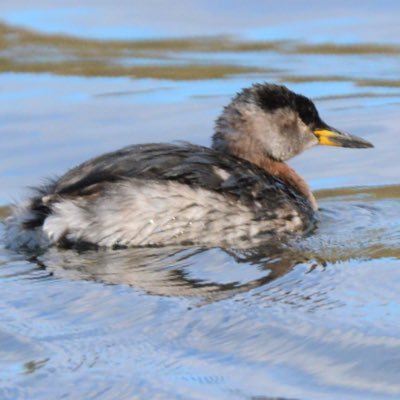 Birder from Blairgowrie.