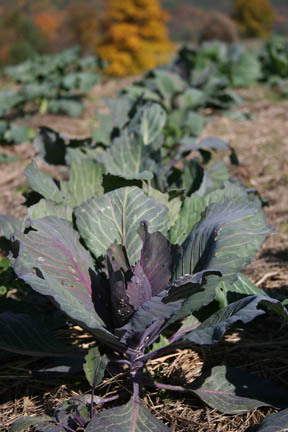 Eatlocalfarming's profile picture. The farm is dedicated to Holistic Farm Management. We Farm seasonally, selling fresh produce, flowers, herbs, dairy, breads, and grass fed beef/lamb/fowl.