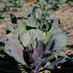 Profile Picture of Crystal Springs Farm (@Eatlocalfarming) on Twitter