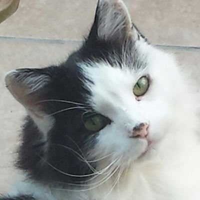 Pops: 09/10/01 - 28/5/19
Run free little Pops, run like the wind....
Molly: arr Mar '19 age 6mo
Little stripey tabby
Muffy: arr Jun '19 age 8
Aka Mufassa 🦁