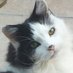 Pops the Cat - with Muffy (@PopstheCat1) Twitter profile photo Pops the Cat - with Muffy (@PopstheCat1) Twitter profile photo