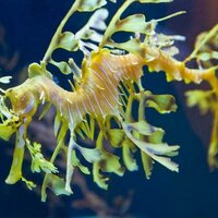 Birch Aquarium at Sc (@birchaquarium) 's Twitter Profile