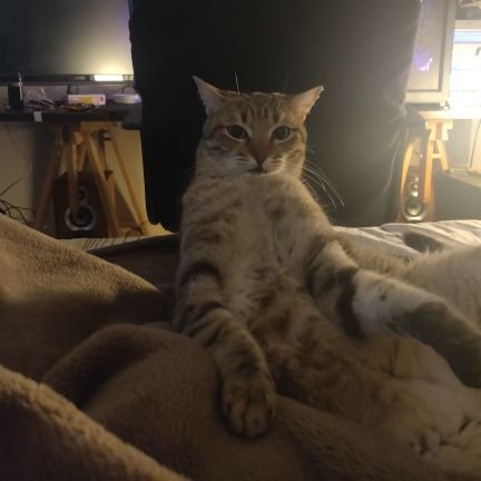 MikeTzitsas's profile picture. Kiwithefatcat, Manutd, PAOK, League