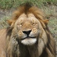 Luis E. Sanchez 🐐🐺🐗 (@emilio_buschez) 's Twitter Profile