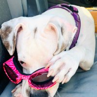 skye_the_wonder_dog (@skyethewonderd1) 's Twitter Profile