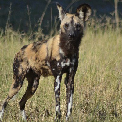 An artist from Botswana based in Maun. I enjoy working on drawing,painting and occasionally sculpture. I am also a nature guide.