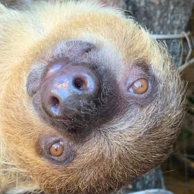 HolyCitySloth's profile picture. Charleston's only exotic petting tour. Where else can you hand fed/pet a Sloth, walk an Anteater, and feed a Kinkajou?
Group tours available