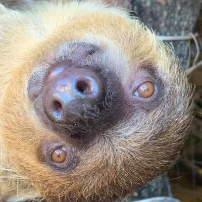 Charleston's only exotic petting tour. Where else can you hand fed/pet a Sloth, walk an Anteater, and feed a Kinkajou?
Group tours available