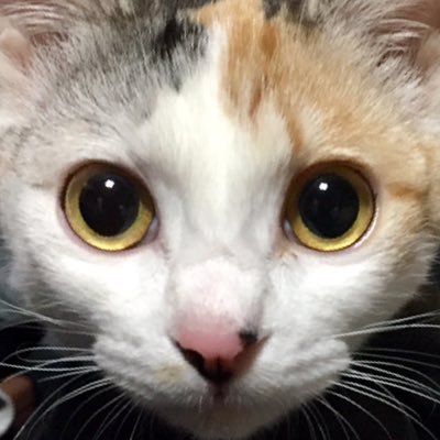 キュアカスガさんのプロフィール画像