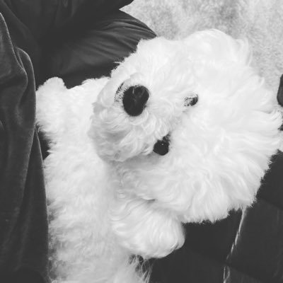 🐥な★な🐶さんのプロフィール画像