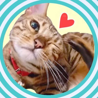 たま にゃんたまhouse Tama27u0916 Twitter