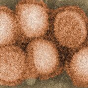Veterinary Virology (@animal_viruses) 's Twitter Profile