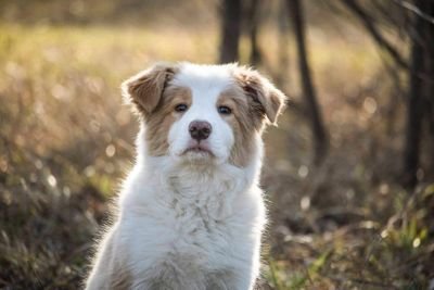 Border collie
14/10/2019