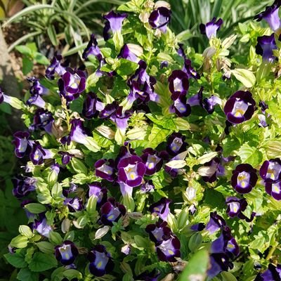 Torenia